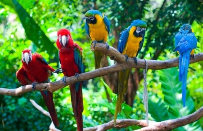 The Parrot Island